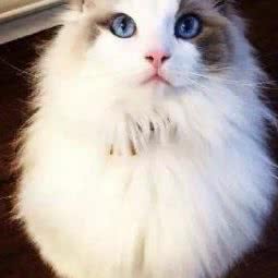 王者猫舍:宁波市海曙区环城西路南段附近