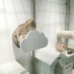 普通猫舍 金渐层:宁波市江北区江北万达广场附近