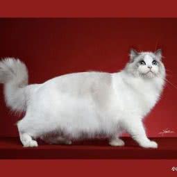 蓝山猫舍:宁波市江北区老外滩附近