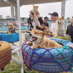 萌娃宠物村:宁波市江北区洪塘中心附近