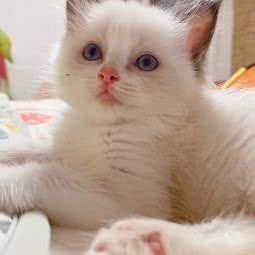 WendyCat纯种猫繁育猫舍:宁波市鄞州区鄞州高教园区附近