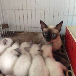 比泰犬舍:宁波市鄞州区国际会展中心附近