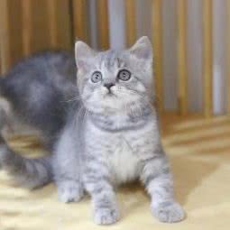 初见猫宠物店:宁波市鄞州区东钱湖附近