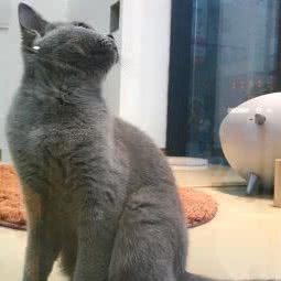 Hot cattery:宁波市鄞州区港隆广场附近
