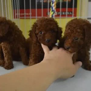 乐乐宝宠物店:宁波市鄞州区汽车东站附近