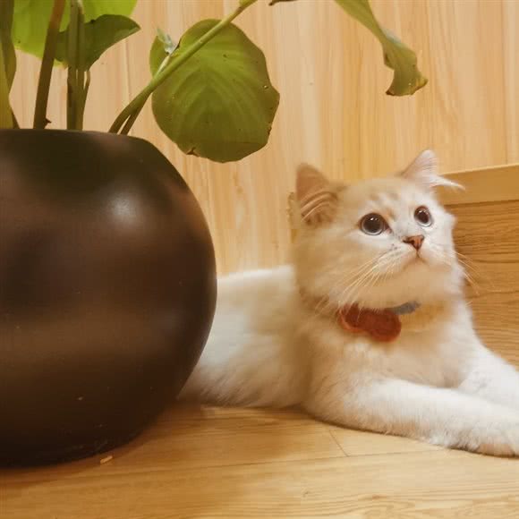 喵老二猫舍:宁波市鄞州区印象城附近