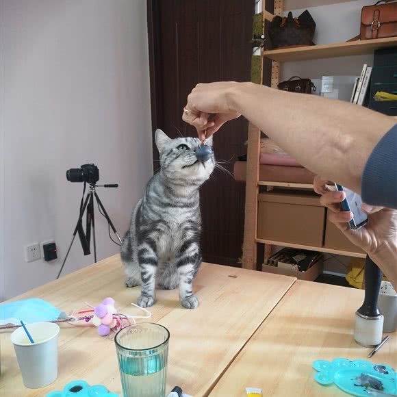 猫老板宠物店:北京城区昌平区天通苑附近