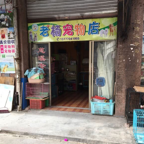 老杨宠物店:宁波市慈溪市浒山街道附近