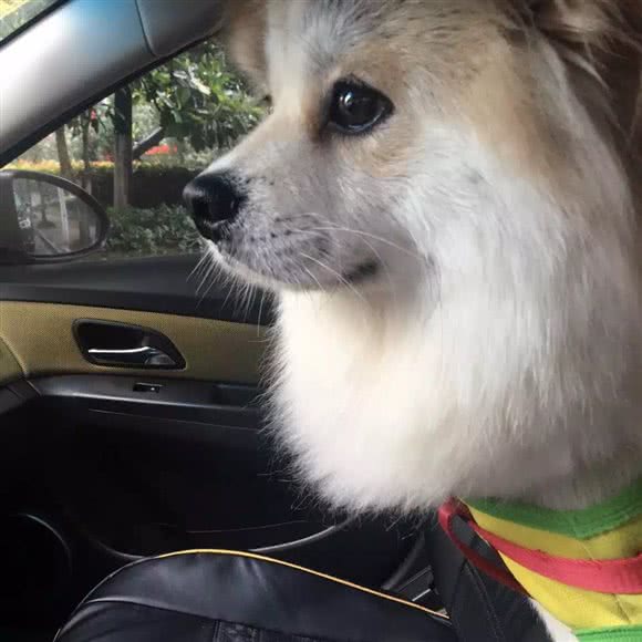 小狗当家宠物馆:宁波市慈溪市浒山街道附近