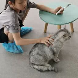 四季猫院·猫咖·猫舍:温州市鹿城区东瓯智库附近