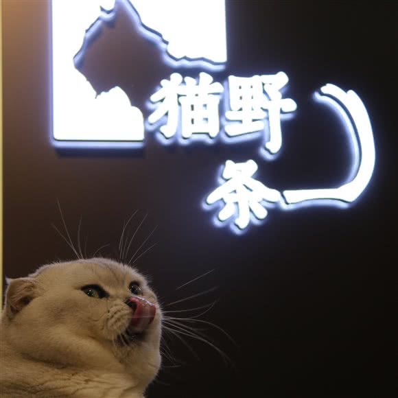 猫野条一 猫咖 宠物生活馆:温州市瓯海区娄桥附近