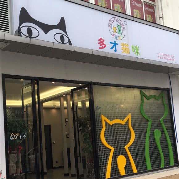 多才猫咪:温州市瓯海区瞿溪附近