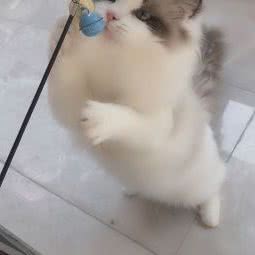 私宠·布偶猫舍:温州市永嘉县永嘉县附近