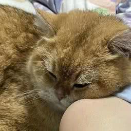 馨宠乐园 宠物猫宠物狗:嘉兴市南湖区万达广场附近