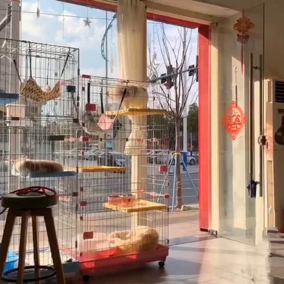 坚果宠物:嘉兴市秀洲区中环西路/金都景苑附近