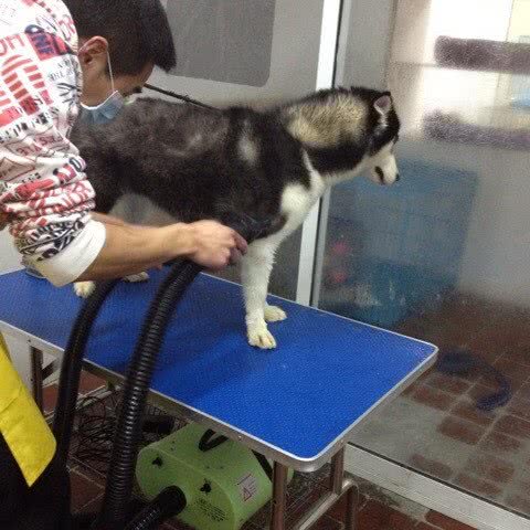 HiDog宠物店:嘉兴市秀洲区汽车北站附近
