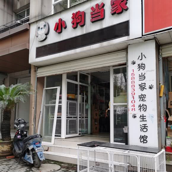小狗当家:嘉兴市秀洲区汽车北站附近