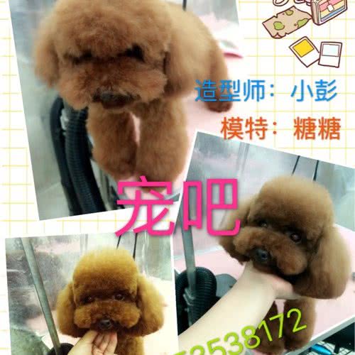 宠吧:嘉兴市桐乡市梧桐街道附近