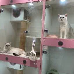 桃屋猫舍:嘉兴市桐乡市梧桐街道附近
