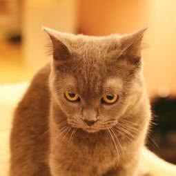 猫不懂:金华市婺城区江北附近