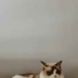 猫永远是对的:舟山市普陀区海华路附近