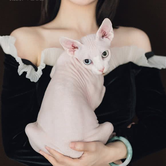狗的猫咛宠物店:台州市椒江区商业街商区附近