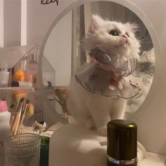 摸凹猫舍:台州市椒江区万达广场附近