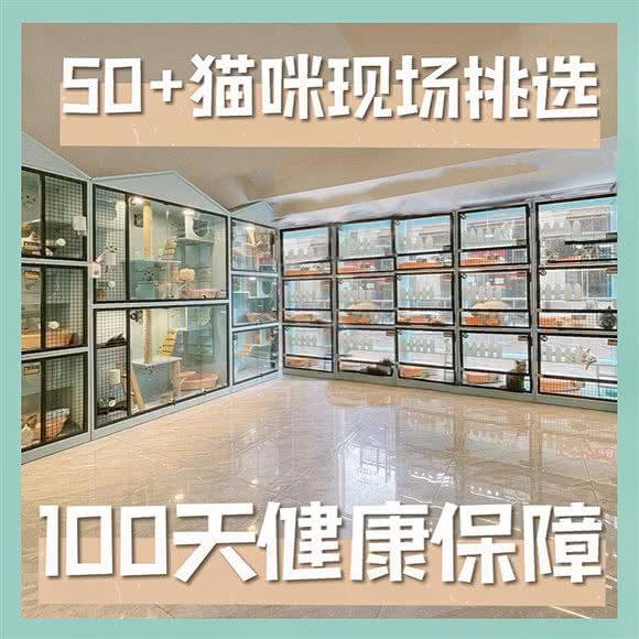 云端·喵宠物店·猫舍:合肥市瑶海区恒大中央广场附近