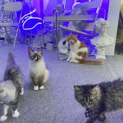 布撸喵撸猫馆·猫咖拍照馆:合肥市庐阳区淮河路步行街附近