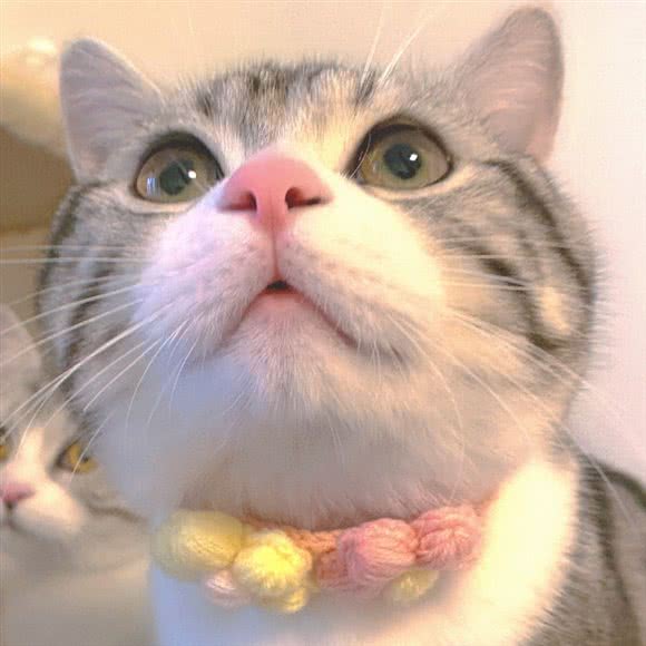 猫不理猫咖·萌宠馆:合肥市庐阳区淮河路步行街附近