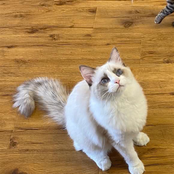撸噜喵猫咖(爱格宠物店):合肥市庐阳区百花井附近