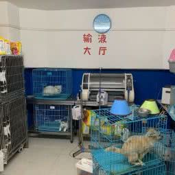 爱它们宠物医院:合肥市庐阳区电子16所附近