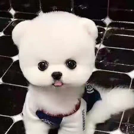 『心宠』幼犬猫咪出售(安徽区总部):合肥市庐阳区银泰百货附近