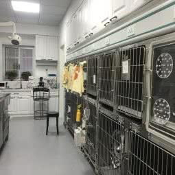 陕宠联盟丫丫宠物医院:合肥市蜀山区贵池路附近