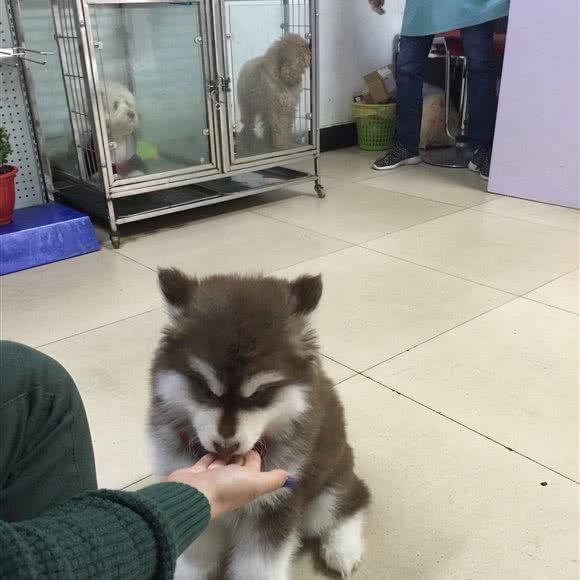 派多格宠物(包河万达店):合肥市包河区万达广场附近