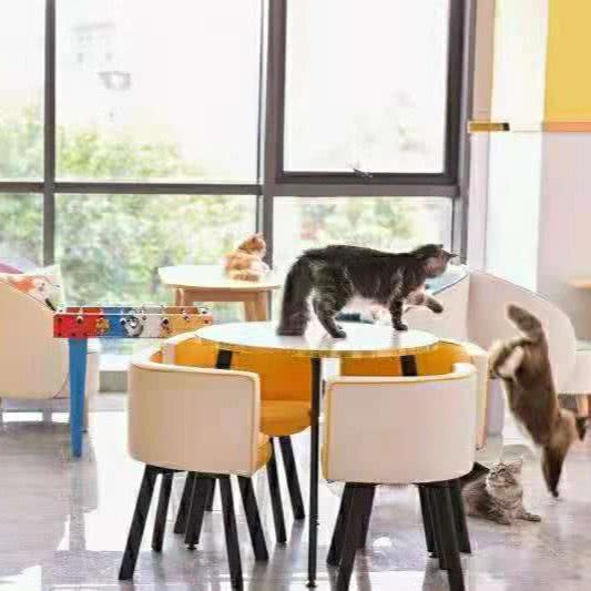 遛遛狗·猫咖·桌游撸猫·下午茶·宠物售卖:合肥市包河区桐城南路附近