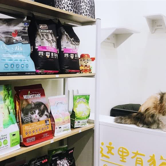 这里有猫:合肥市包河区加侨广场附近