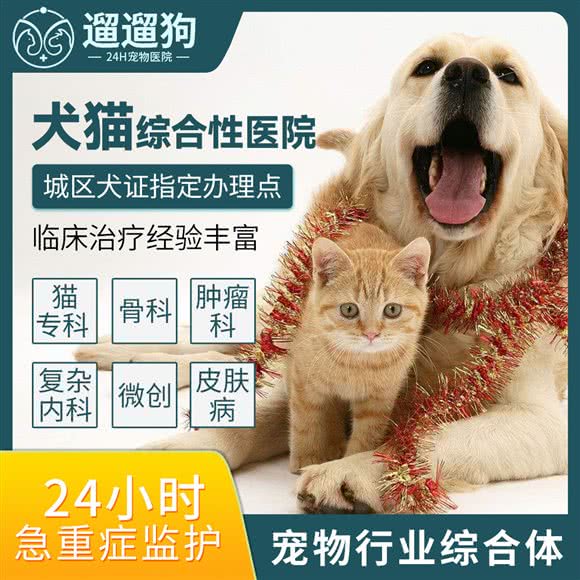 遛遛狗24H宠物医院急危重症·全科·微创外科(南一环总院):合肥市包河区南一环附近