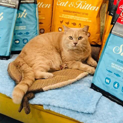 喵雀楼猫咪宠物美容店(碧湖云溪店):合肥市包河区铜陵南路附近