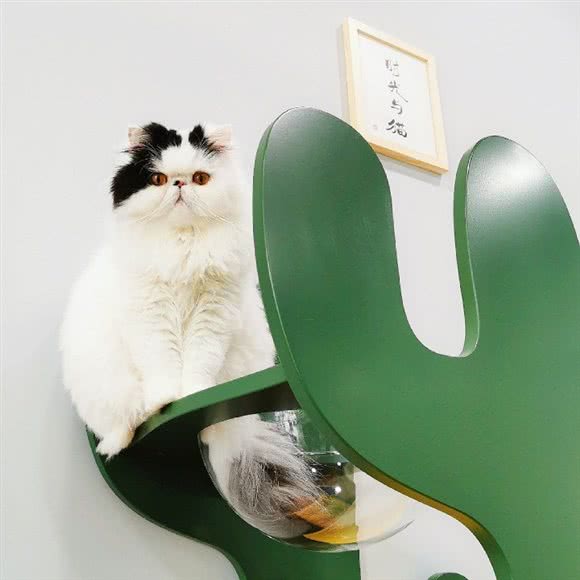七月猫舍(万达店):芜湖市镜湖区万达广场附近