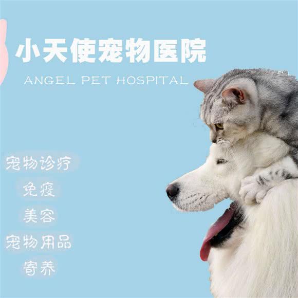 小天使宠物医院:芜湖市弋江区新时代商业街附近