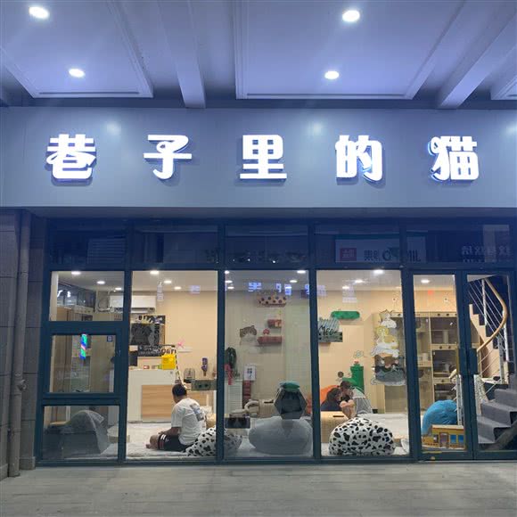 巷子里的猫:芜湖市弋江区德盛广场附近