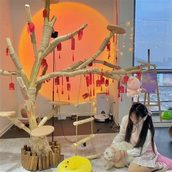 椿上猫咖(万达店):蚌埠市蚌山区万达广场附近