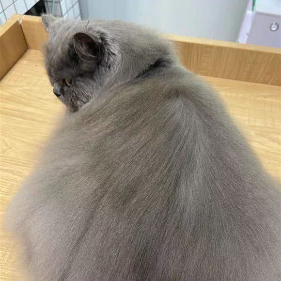 猫の后花园:蚌埠市蚌山区兴业街附近