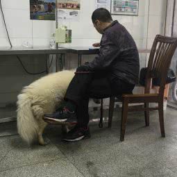 顽皮宠物医院:蚌埠市禹会区禹会区中心/张公山附近
