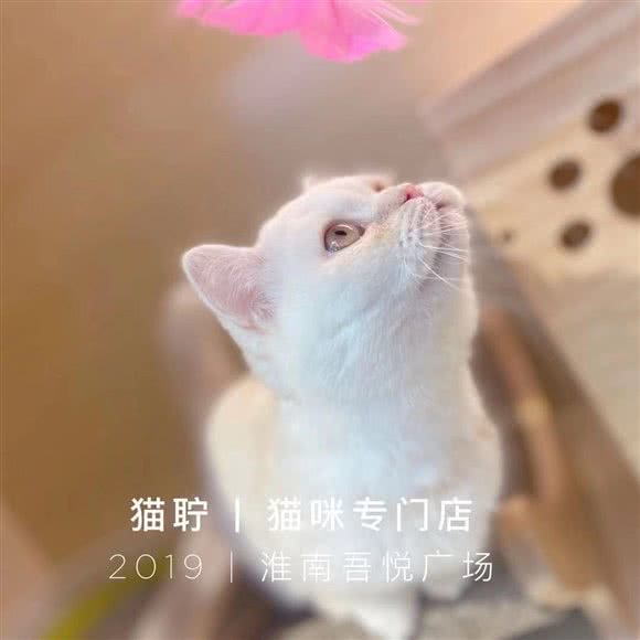 猫聍丨撸猫客厅:淮南市田家庵区新城吾悦广场附近