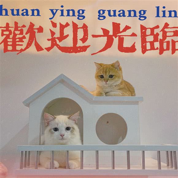 一间喵呜·猫咖:马鞍山市雨山区万达广场附近