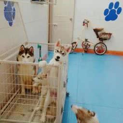 哈哈哈士奇宠咖:淮北市杜集区淮师大附近