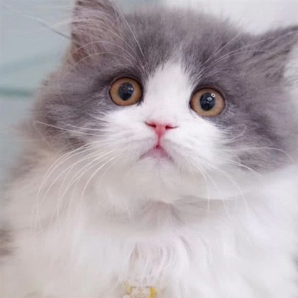 喵喵家的猫宠物生活馆:淮北市杜集区高岳路附近