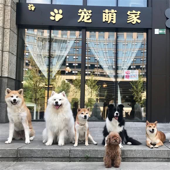 宠萌家Pet & Coffee:黄山市屯溪区黄山学院北区附近